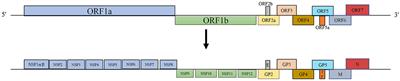 Research progress on the N protein of porcine reproductive and respiratory syndrome virus